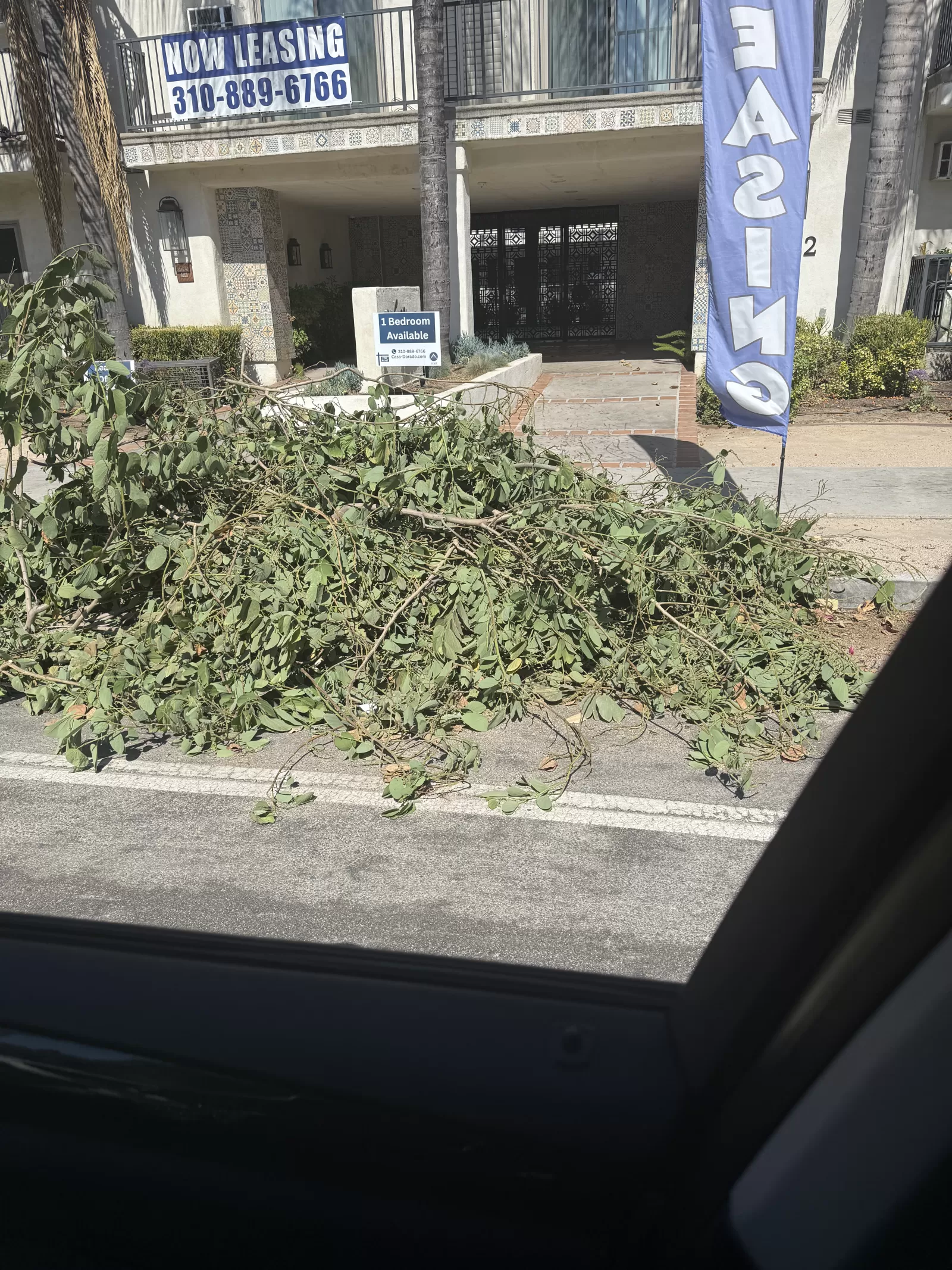 Tree branches left on sidewalk